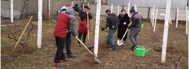 Ремонт виноградних насаджень